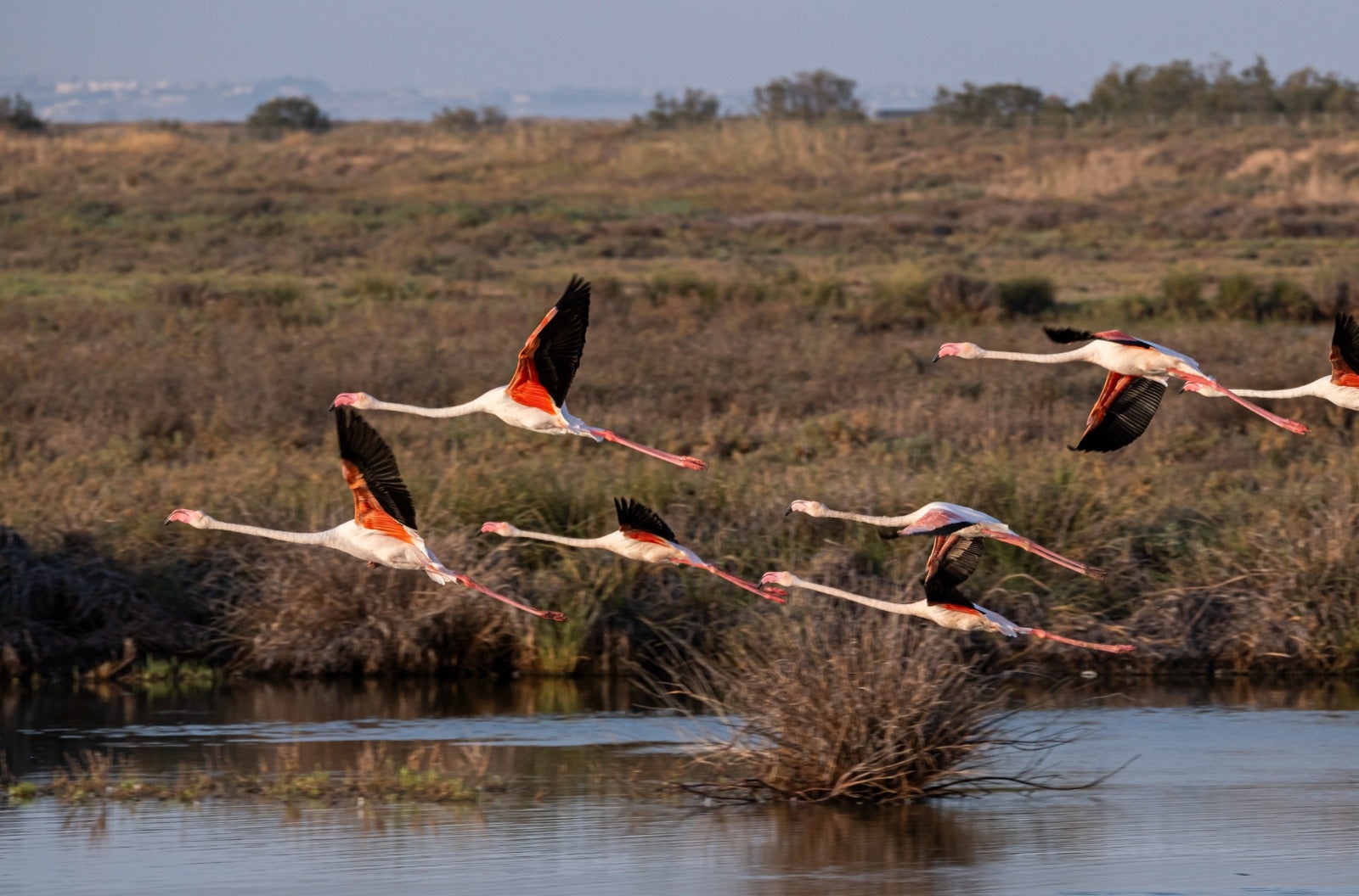 El humedal de Veta la Palma alberga cada año a aves de 1.200 especies.