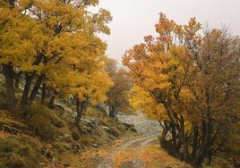 Camino al 'Bosque Encantado'.