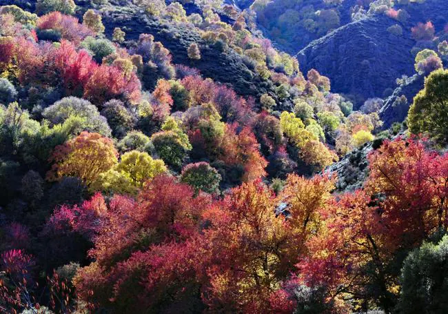 Los 3 mejores bosques de Andalucía para disfrutar en otoño Bosque-encantado-kogH--650x455@Ideal