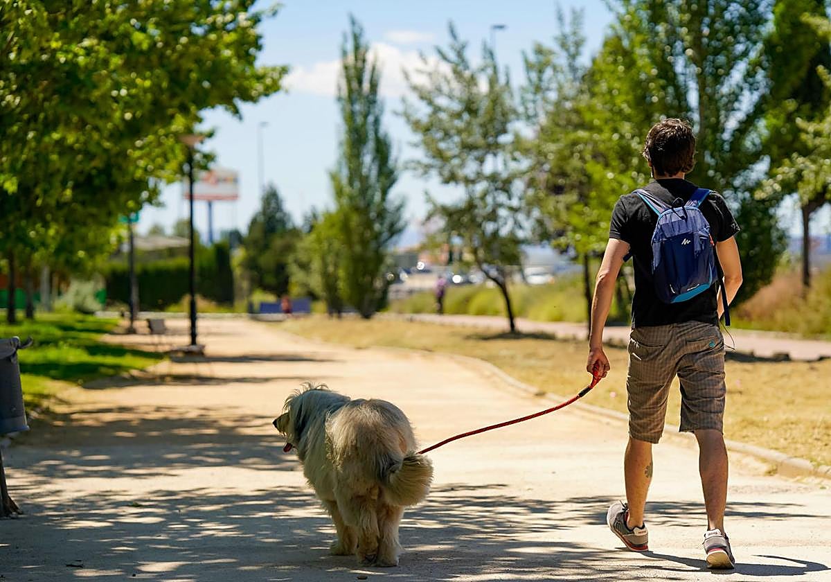 Este es el número de mascotas que puedes tener en casa con la nueva Ley de Bienestar Animal.