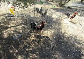 Gallos mutilados encontrados en Santa Fe