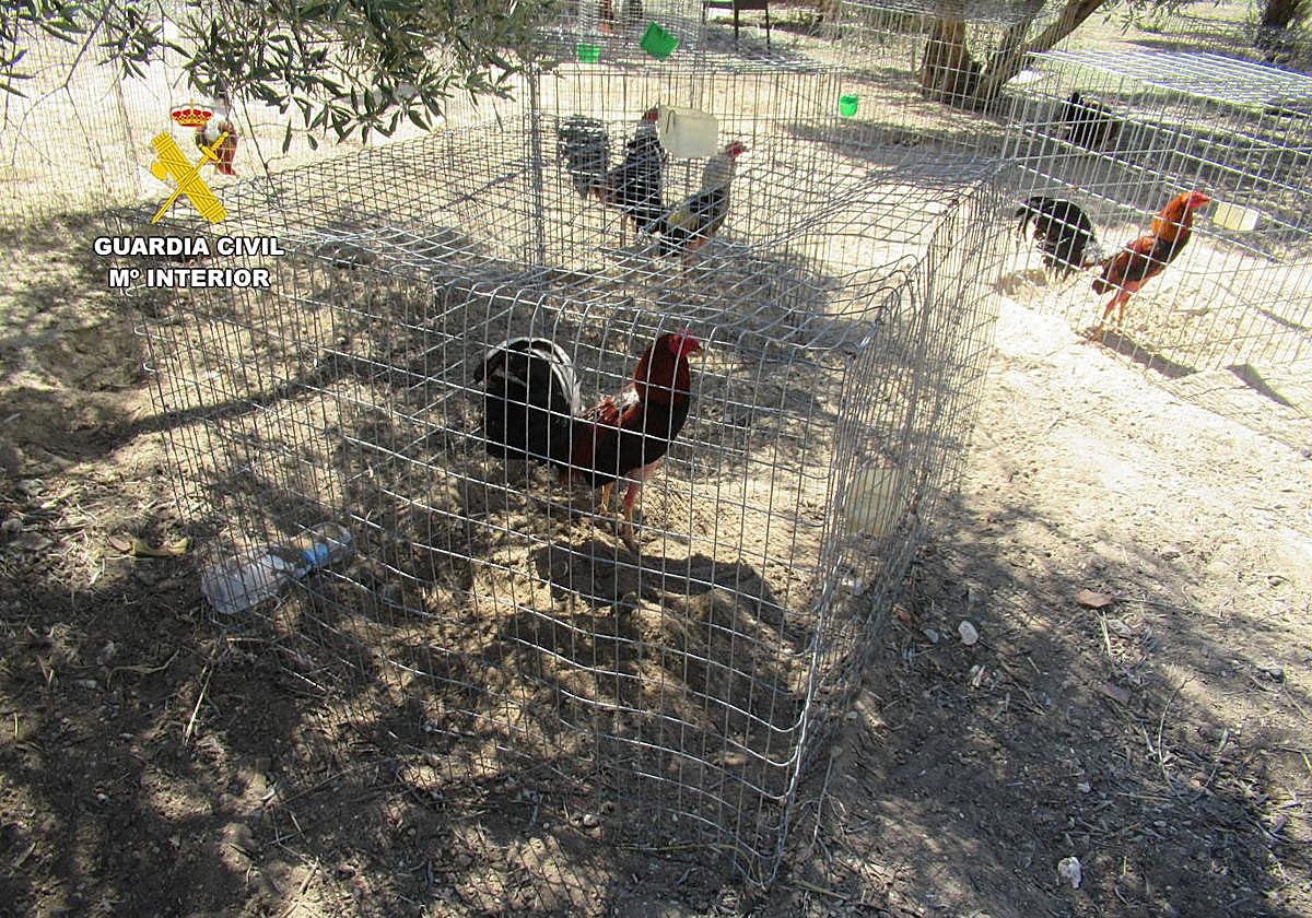 Gallos mutilados encontrados en Santa Fe