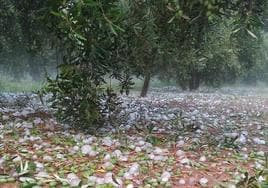 Aceituna en el suelo tras la granizada en Pozo Alcón.