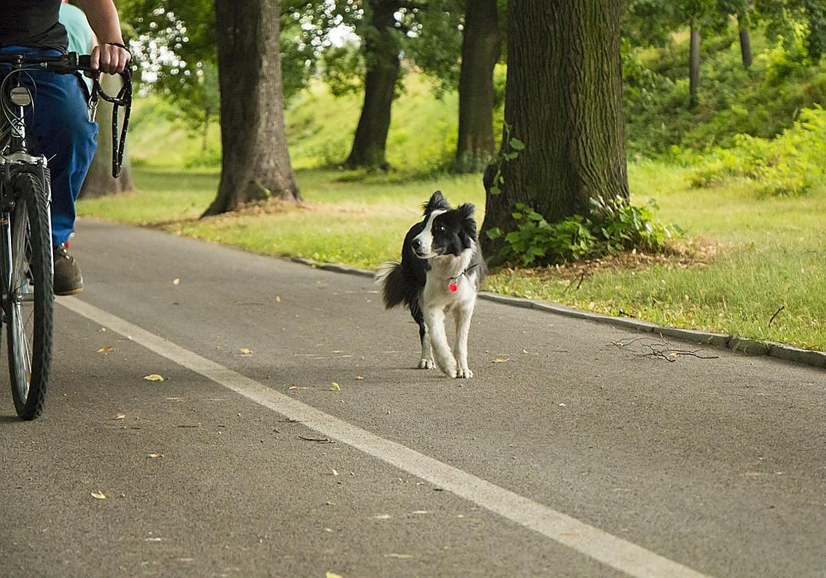 Estas dos normas de la Ley de Bienestar Animal no serán obligatorias todavía.