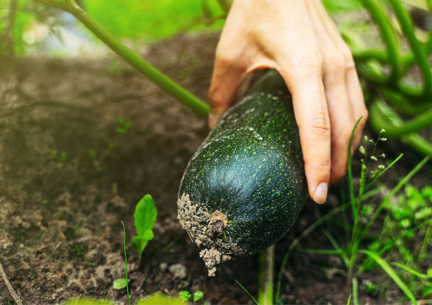 Recogida de calabacín.