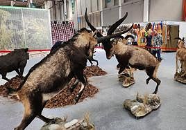Animales disecados en Ibercaza Jaén 2023.