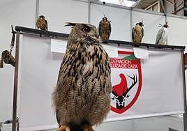 Aves que ayuda en la caza, en Ifeja.