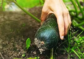 Recogida de calabacín.
