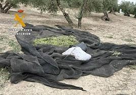 Aceitunas del robo recuperadas.