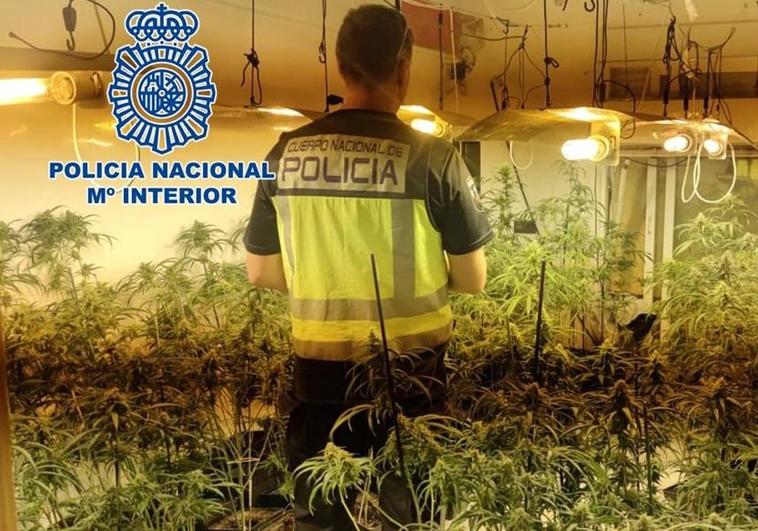 'Operación Macro' en el Hotel Luz de Granada: 27 pisos con 5.000 plantas de marihuana