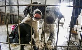 Piden ayuda para dar una nueva vida a 15 perros