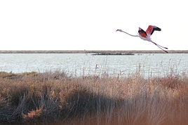 Un ave levanta vuelo en uno de los humedales del espacio protegido de Doñana.