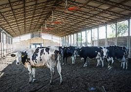 Vacas de la ganadería Regidor, integrada en Alba Ganaderos.