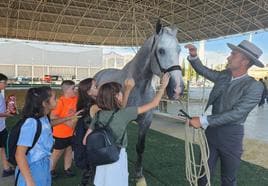 120 caballos buscan ser el mejor pura raza española en Tierra Adentro