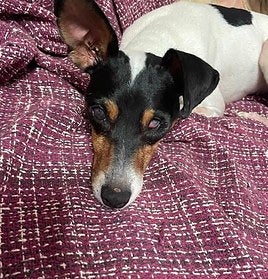 Lola Bunny descansa plácidamente.