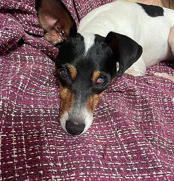 Lola Bunny descansa plácidamente.