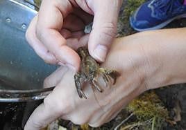 Uno de los cangrejos soltados en el parque natural.