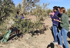 Estudio sobre biodiversidad en el olivar.