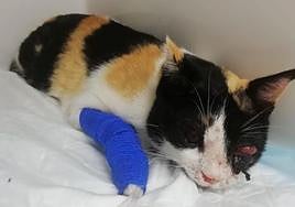 La gata se encuentra en estado grave.