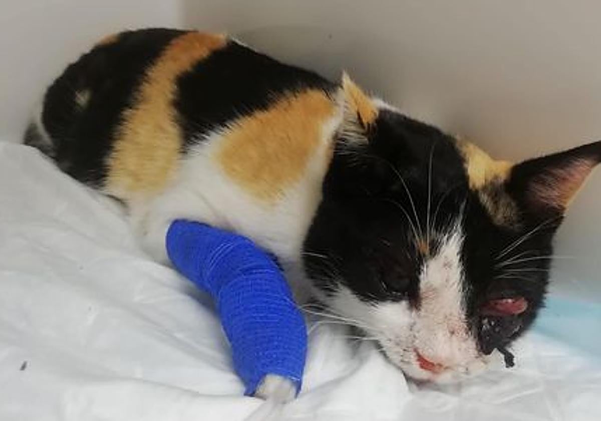 La gata se encuentra en estado grave.