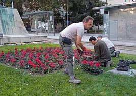 Plantación de ciclamen rojos en plaza de las Batallas.
