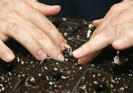 Las semillas son algunos de los productos más importados y exportados con Israel.