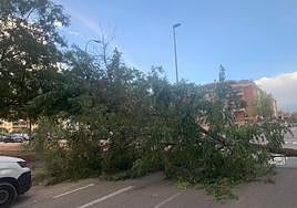 Uno de los muchos árboles caídos durante el pasado fin de semana.