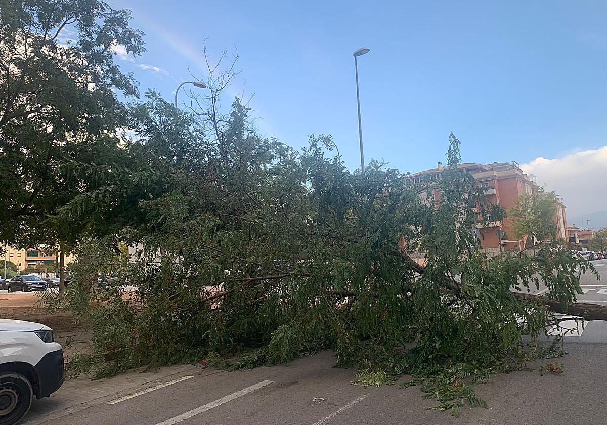 Uno de los muchos árboles caídos durante el pasado fin de semana.