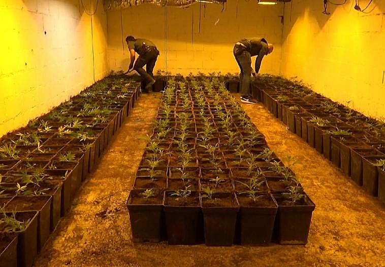 Plantas de marihuana descubiertas en el zulo de Churriana.
