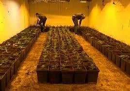 Plantas de marihuana descubiertas en el zulo de Churriana.