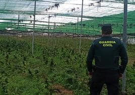 Encuentran 5.000 plantas de cannabis sativa en un invernadero de Jayena.