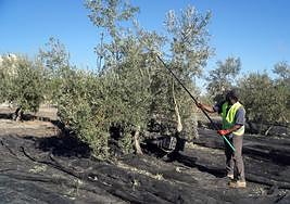 Vareador en un tajo de la Sierra de Cazorla.