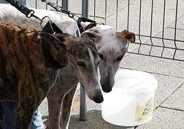 Esta comida está prohibida para mascotas con la nueva Ley de Bienestar Animal