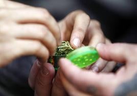 La marihuana está entre las drogas más consumidas por los ciudadanos en los espacios públicos.