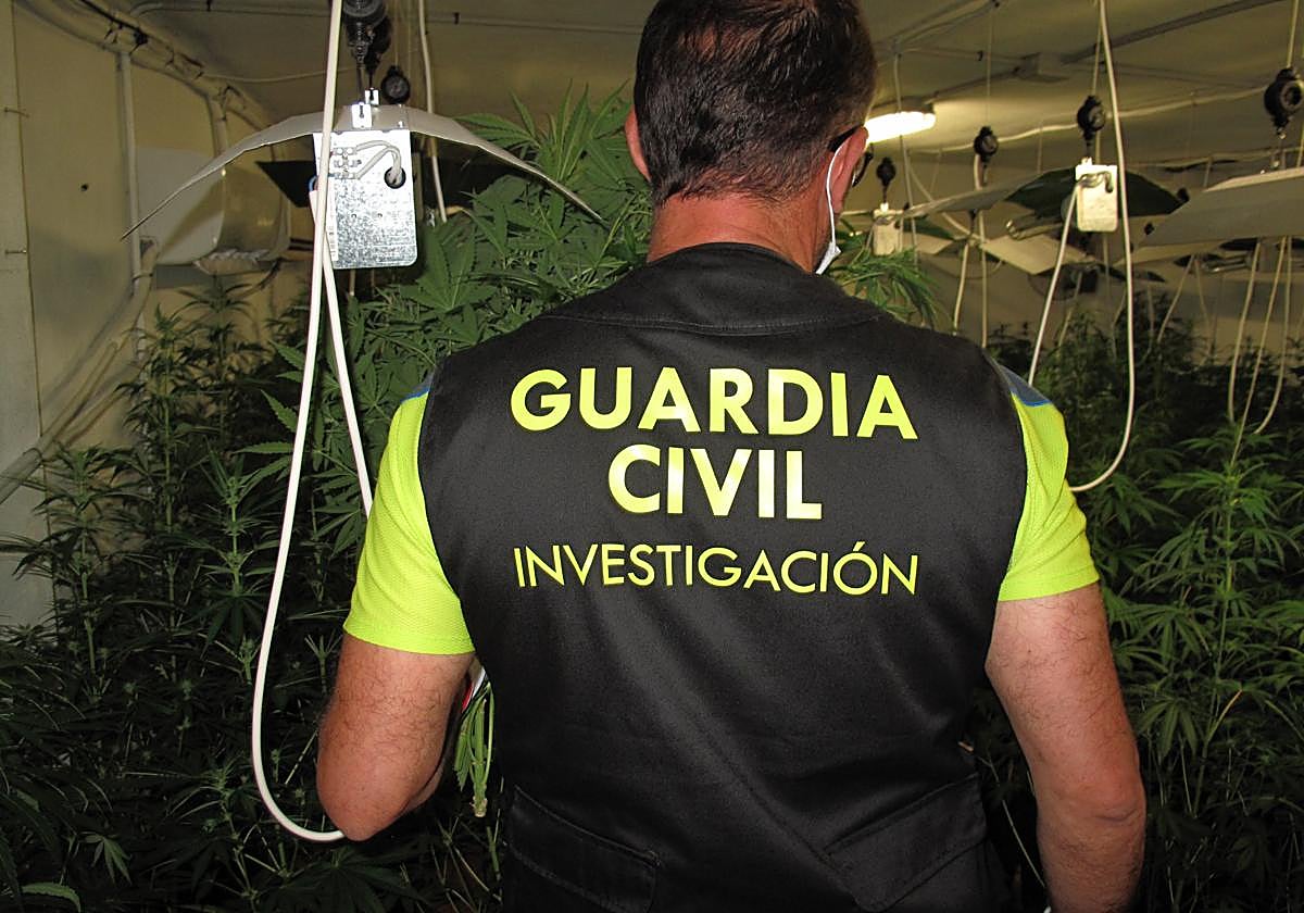 La Guardia Civil descubre 39 invernaderos de marihuana en Granada .