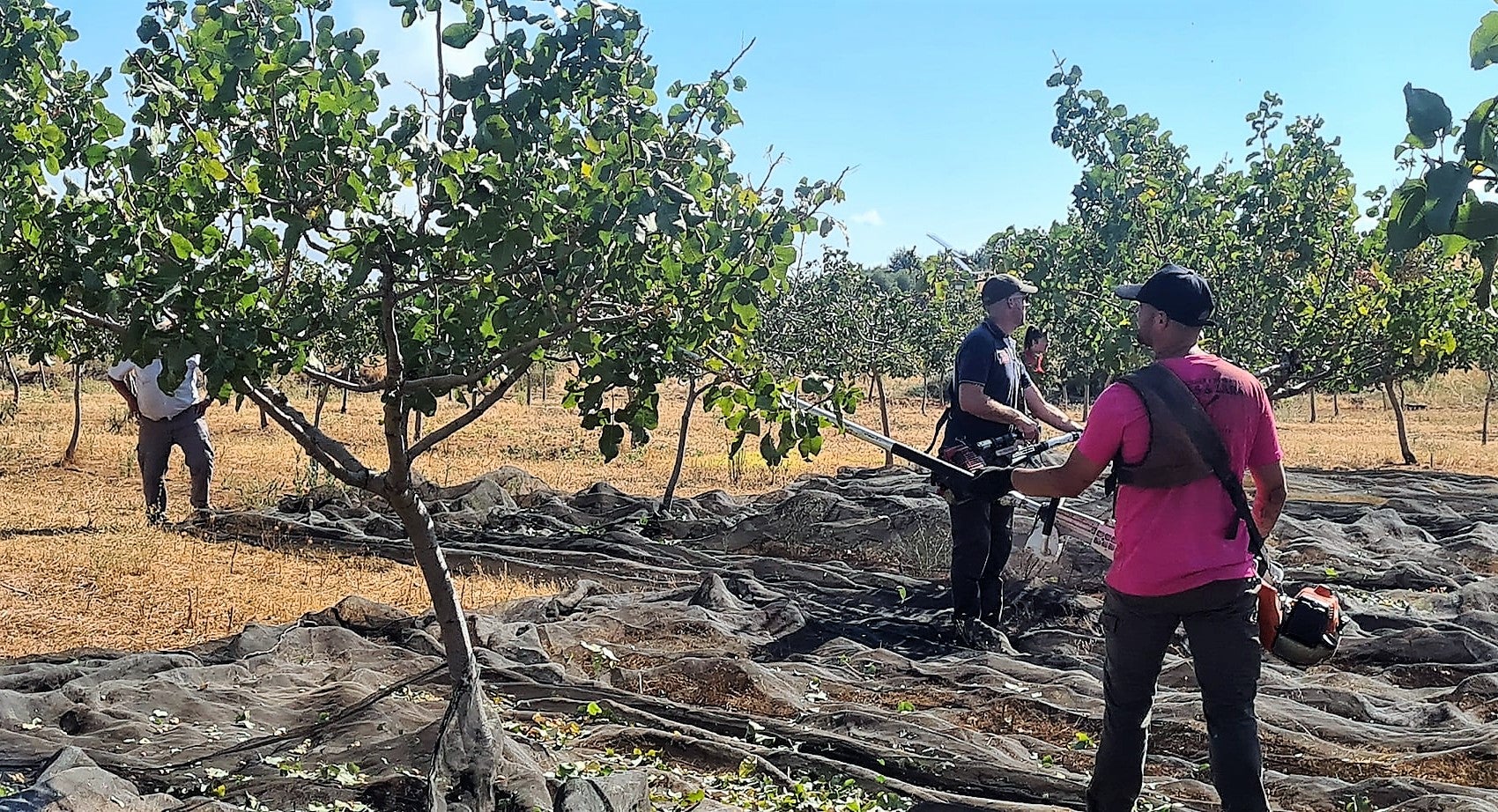 Campaña de recolección del pistacho en El Condado.