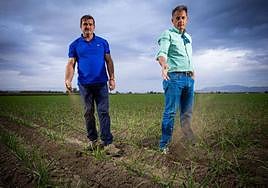 Javier Sánchez y José Carlos, dos productores de la Vega, en una de las fincas sembradas de ajos que están ya sin riego.