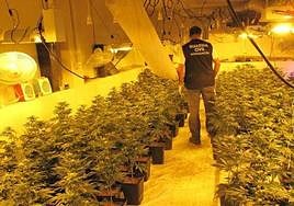 Marihuana incautada en otras operaciones de la Guardia Civil.