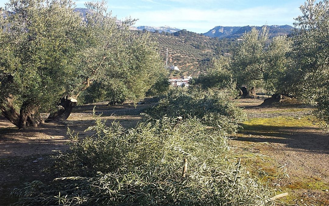 Ramas amontonadas tras la poda del árbol.