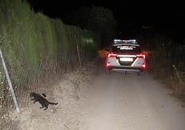 Investigan a un vecino de Alcaudete por la muerte de un gato y uso de lazos ilegales
