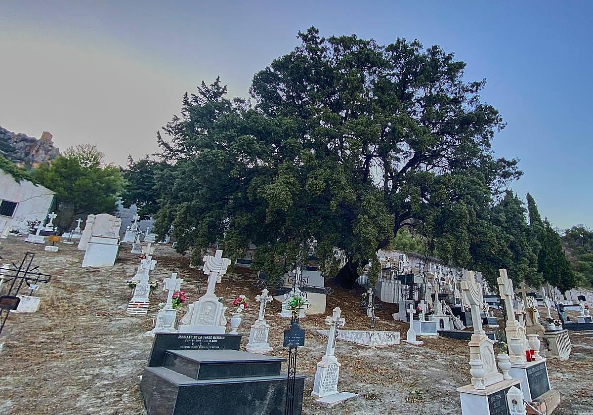 Encina del Cementerio Viejo de Albanchez de Mágina.