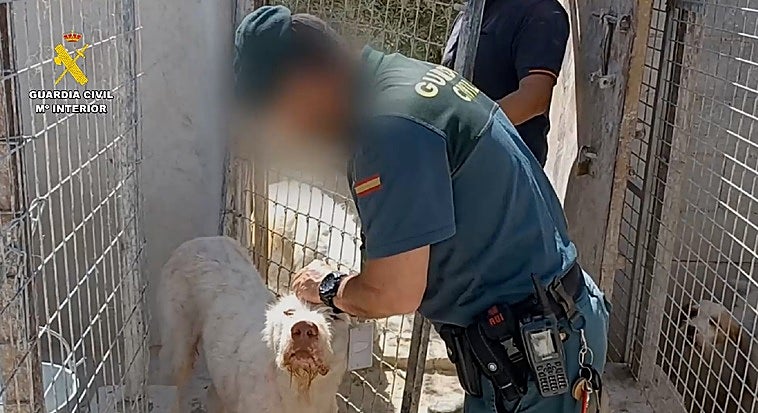 Perros mutilados en la provincia de Granada