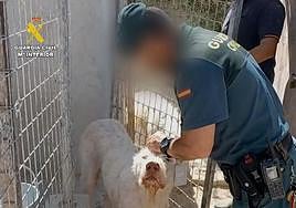 Perros mutilados en la provincia de Granada