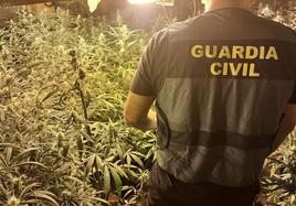 Una de las operaciones contra la marihuana en Granada.