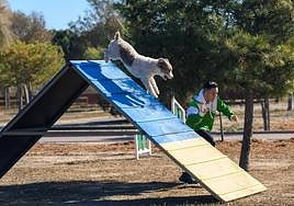Una de las pruebas de la demostracón de Agility de Almanimal.