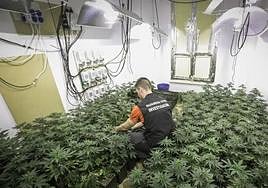 Imagen de una plantación de marihuana en Granada.