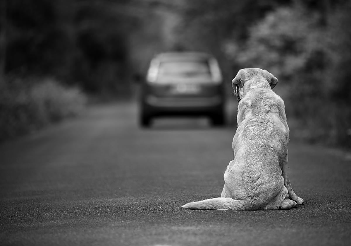 Las multas de 50.000 euros que la Junta de Andalucía impone a quienes hacen esto con su perro.