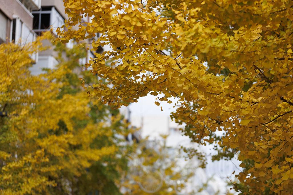 Las imágenes de los ginkgo biloba en la Gran Vía de Granada