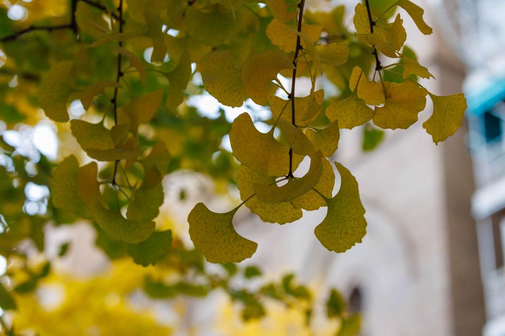 Las imágenes de los ginkgo biloba en la Gran Vía de Granada