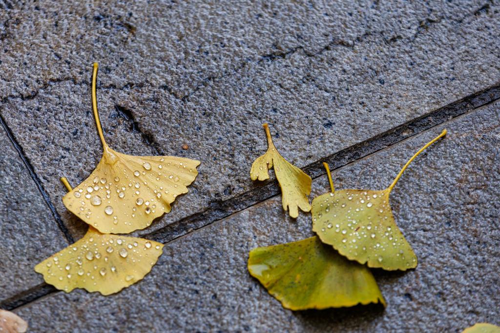 Las imágenes de los ginkgo biloba en la Gran Vía de Granada